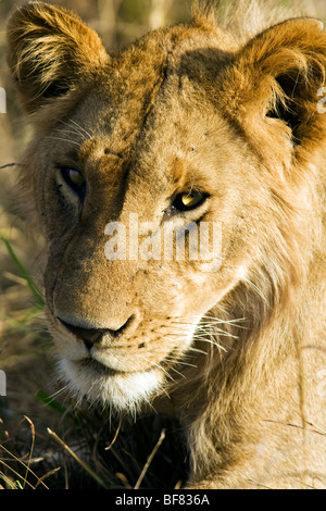 Gesicht des jungen Löwen - Masai Mara National Reserve, Kenia Stockfoto