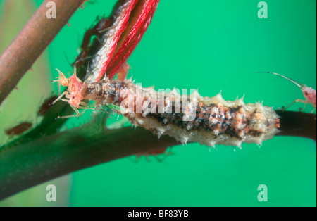 Schwebfliege, Familie Syrphidae. Larve Essen eine Rose Blattlaus (Macrosiphum Rosae) Stockfoto