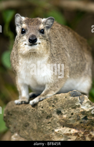 Baum Hyrax - Masai Mara National Reserve, Kenia Stockfoto