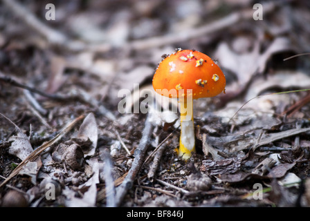 Pilz Stockfoto
