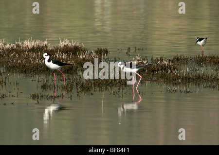 Weißrückenspecht Stelzenläufer Himantopus Melanurus wechseln sich gemeinsamen Namen: schwarz-angebundene Stelzenläufer, südlichen Stelzenläufer, südamerikanischen Stelzenläufer Stockfoto