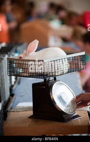 Fleisch-Kaninchen auf Skala an State Fair Stockfoto