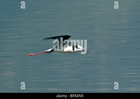 Weißrückenspecht Stelzenläufer Himantopus Melanurus wechseln sich gemeinsamen Namen: schwarz-angebundene Stelzenläufer, südlichen Stelzenläufer, südamerikanischen Stelzenläufer Stockfoto