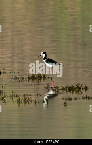 Weißrückenspecht Stelzenläufer Himantopus Melanurus wechseln sich gemeinsamen Namen: schwarz-angebundene Stelzenläufer, südlichen Stelzenläufer, südamerikanischen Stelzenläufer Stockfoto