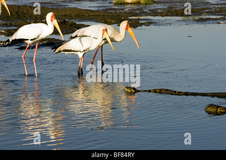 African Rock Python und Yellow-Billed Störche - Lake-Nakuru-Nationalpark, Kenia Stockfoto