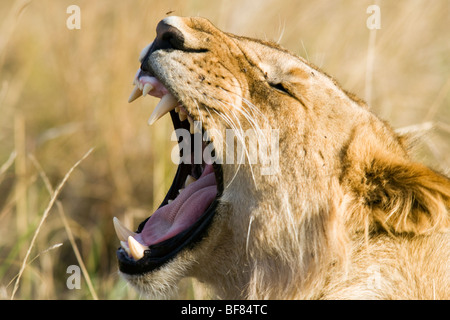 Löwen Gähnen - Masai Mara National Reserve, Kenia Stockfoto