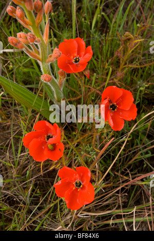 Eine schöne rote Sonnentau Drosera Cistiflora, am Darling, Südafrika Stockfoto