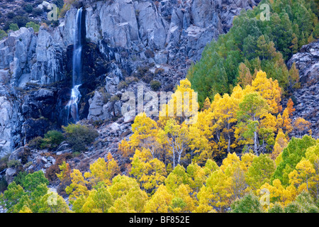 Dieser saisonale Wasserfall stürzt in Bishop Creek Canyon und ein Wäldchen von Herbst Aspen im kalifornischen Inyo National Forest. Stockfoto