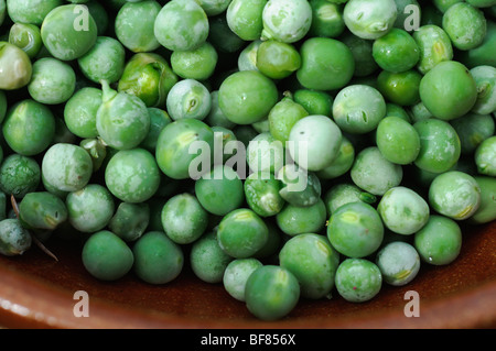 Reinactment des mittelalterlichen Lebens Stockfoto