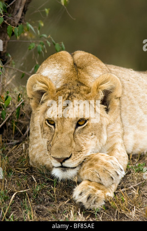 Junger Löwe - Masai Mara National Reserve, Kenia Stockfoto