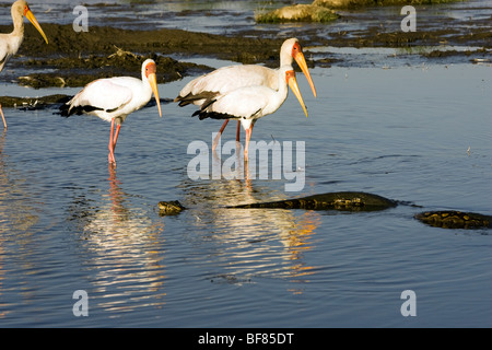 African Rock Python und Yellow-Billed Störche - Lake-Nakuru-Nationalpark, Kenia Stockfoto