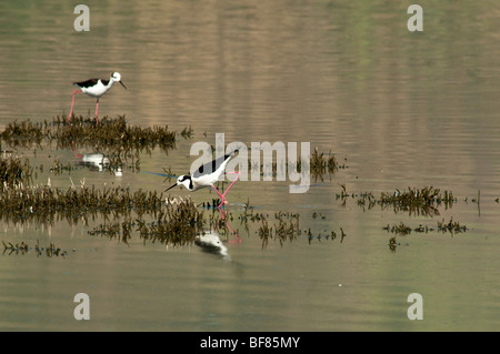 Weißrückenspecht Stelzenläufer Himantopus Melanurus wechseln sich gemeinsamen Namen: schwarz-angebundene Stelzenläufer, südlichen Stelzenläufer, südamerikanischen Stelzenläufer Stockfoto