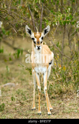 Thomson es Gazelle - Masai Mara National Reserve, Kenia Stockfoto