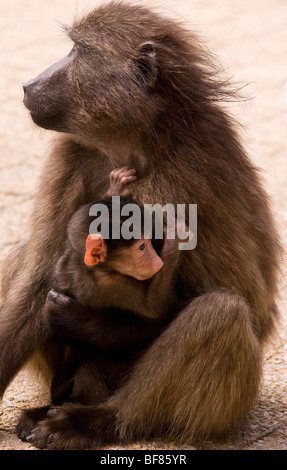 Chacma Pavian oder Cape Baboon Papio Ursinus; Mutter mit jungen, Cape, Südafrika Stockfoto