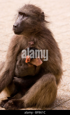 Chacma Pavian oder Cape Baboon Papio Ursinus; Mutter mit jungen, Cape, Südafrika Stockfoto