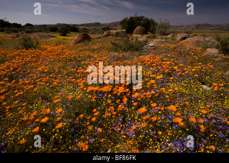 Frühlingsblumen, einschließlich Arctotis Fastuosa und Felicia in den Kamiesberg Bergen, Namaqualand, Südafrika Stockfoto