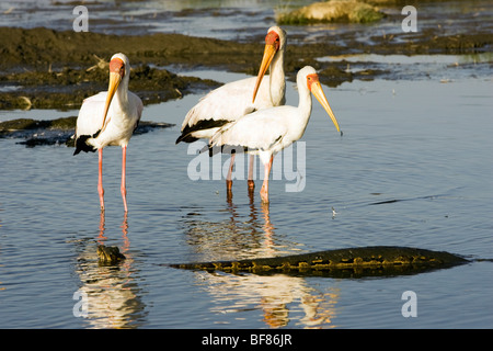 African Rock Python und Yellow-Billed Störche - Lake-Nakuru-Nationalpark, Kenia Stockfoto