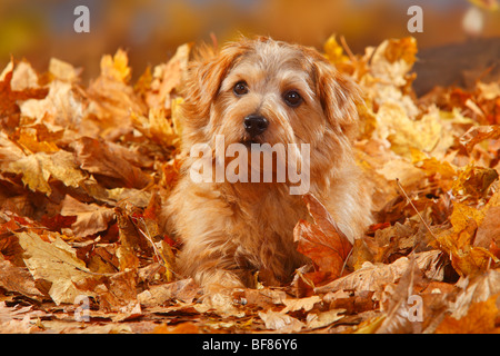 Norfolk Terrier / Herbst Laub Stockfoto