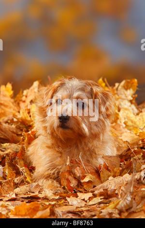 Norfolk Terrier / Herbst Laub Stockfoto