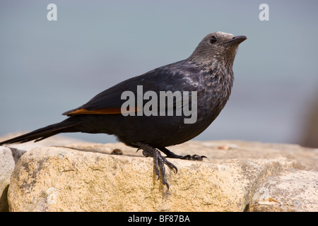 Red-winged Starling Onychognathus Morio; Weibchen auf Felsen, Cape, Südafrika Stockfoto