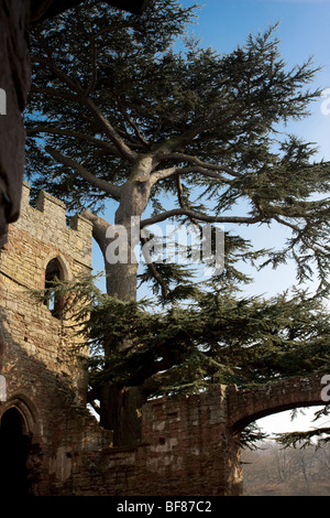 Wie eine Militärwache, der große Baum, der mit Blick auf Acton Burnell Burg, auch einen Blick auf den Zinnenbewehrten South East Tower. Stockfoto