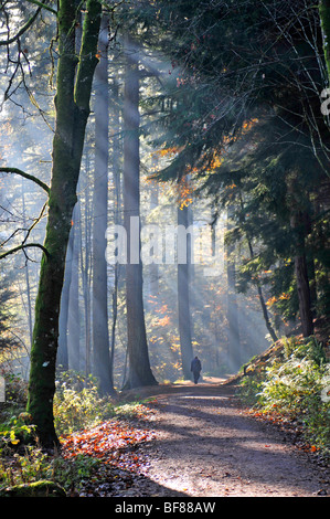 Die Eremitage ist ein National Trust for Scotland-geschützten Standort in Dunkeld, Perth und Kinross.  SCO 5514 Stockfoto