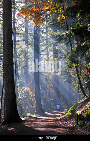 Der Wald Fuß zur Einsiedelei in Tayside Inver Dunkeld, Perthshire, Schottland.  SCO 5516 Stockfoto