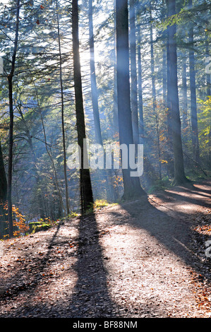 Der Wald Fuß zur Einsiedelei in Tayside Inver Dunkeld, Perthshire, Schottland.  SCO 5517 Stockfoto