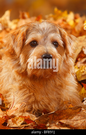 Norfolk Terrier / Herbst Laub Stockfoto