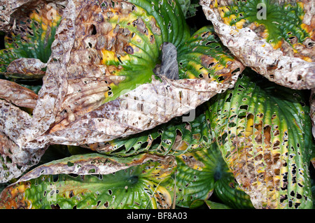 Hosta Blätter im Herbst sterben und Seufzer der Schnecke Schäden zeigen Stockfoto
