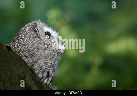 Großen grau-Eule (Strix Nebulosa) Stockfoto