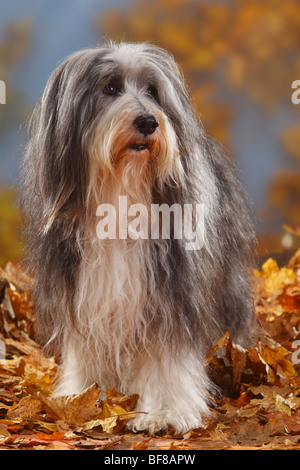 Bearded Collie, 12 Jahre alt / Herbst Laub Stockfoto