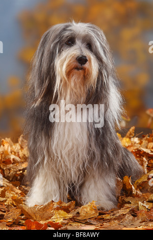 Bearded Collie, 12 Jahre alt / Herbst Laub Stockfoto