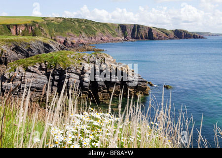 Der Pembrokeshire Coast National Park an Stackpole Quay, Pembrokeshire, Wales Stockfoto