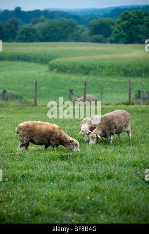 Woolsey Farm, Churchville MD Schafe Produzenten Stockfoto