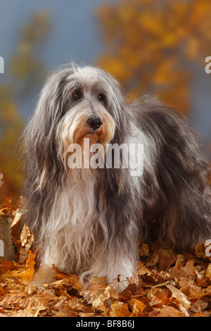 Bearded Collie, 12 Jahre alt / Herbst Laub Stockfoto