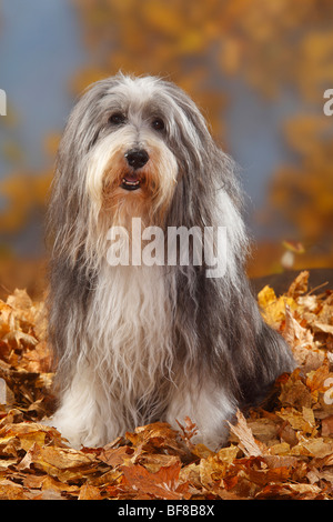 Bearded Collie, 12 Jahre alt / Herbst Laub Stockfoto