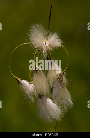 Breitblättrigen Wollgras Wollgras Latifolium in Moor in der Nähe von Cris. Transylvania. Stockfoto