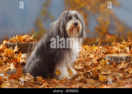 Bearded Collie, 12 Jahre alt / Herbst Laub Stockfoto