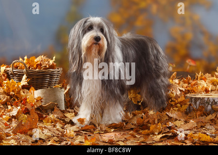 Bearded Collie, 12 Jahre alt / Herbst Laub Stockfoto