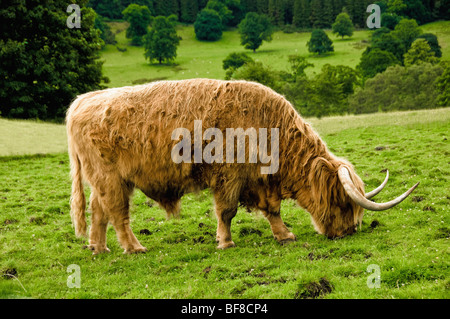 Seitenansicht der Hochlandkuh, die auf einem britischen Feld grast, mit Bäumen in der Ferne. Stockfoto