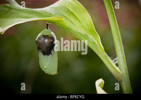 Kokon auf Blatt morphing in einen Schmetterling Stockfoto