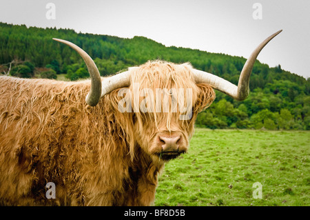 Nahaufnahme der Highland Cow, Seite an mit Kamera zum Kopf. Im Feld ein britisches Feld im Sommer. Stockfoto