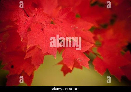 Intensive Red Maple leafs Stockfoto