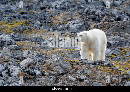 Eisbär (Ursus Maritimus) Stockfoto