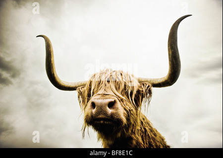 Nahaufnahme des Kopfes einer Highland Cow mit ihren Augen, die von ihrem langen, zotteligen Haar bedeckt sind, aufgenommen aus einem niedrigen Weitwinkel. Stockfoto