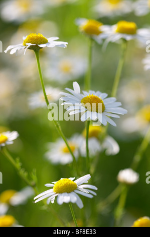 Schöne Margeriten - medizinische Kamille Stockfoto