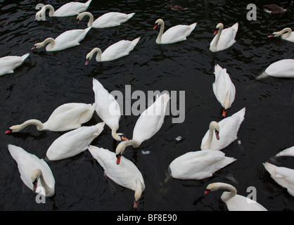 Fütterung der Schwäne auf dem Fluss Themse Oxfordshire England UK Stockfoto