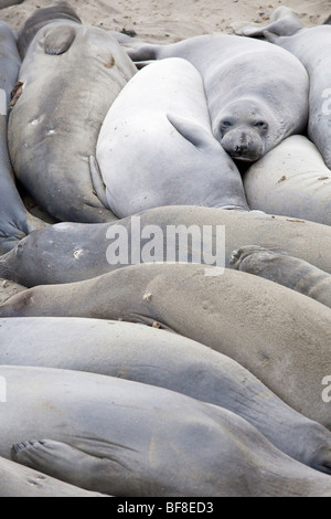 See-Elefanten Piedras Blancas entlang Coast Highway One in der Nähe von San Simeon auf Kaliforniens central coast Stockfoto