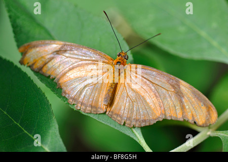 Julia Butterfly (Dryas Iulia), auch bekannt als Julia Heliconian Stockfoto